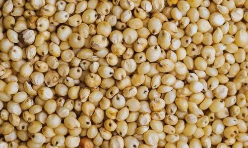 Sorghum Grain White, Food Grade
