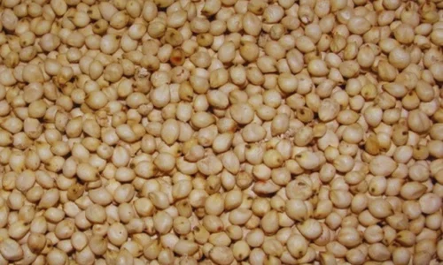 White Jowar Grain, Conventional, Food Grade