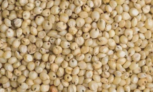 White Jowar Seed, Conventional, Food Grade