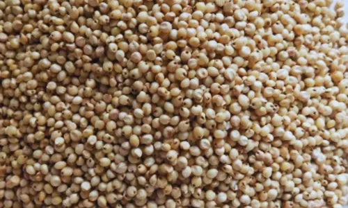 White Natural Jowar Grains