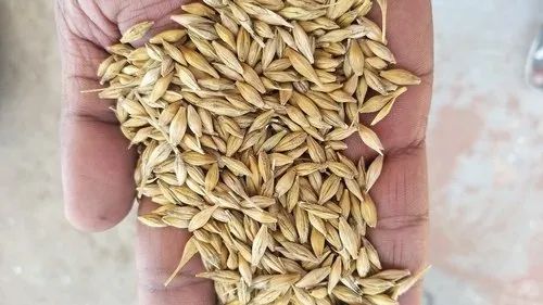 Organic Barley Grain