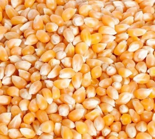 Loose Hybrid Popcorn Seeds