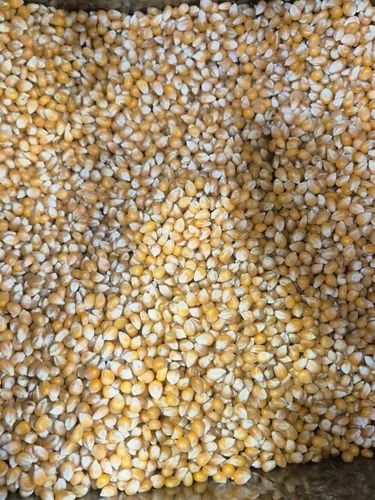 American Popcorn Seeds