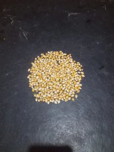 Popcorn Seeds (50 Kg)