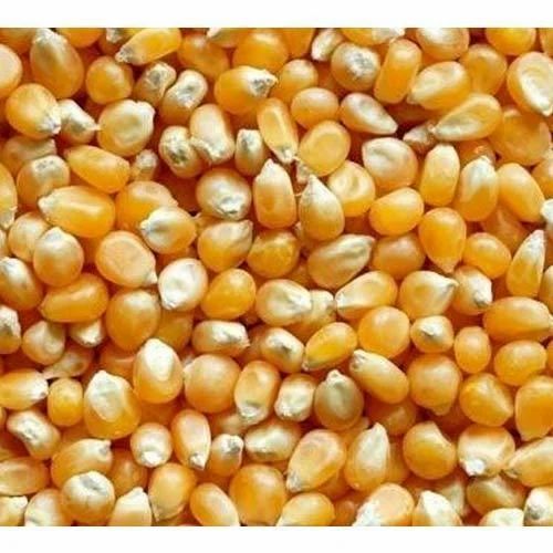 Popcorn Seed, Pack Size: 20 Kg