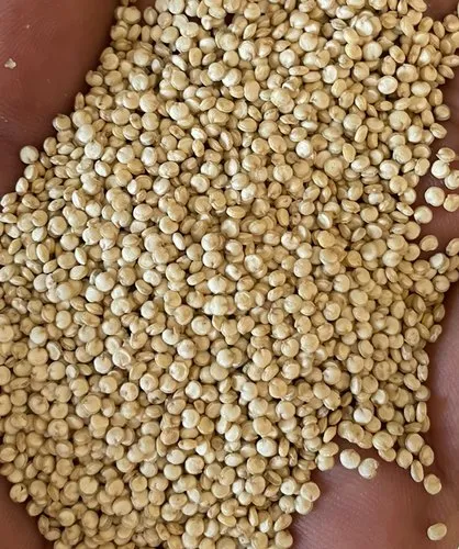Bold Quinoa Seeds