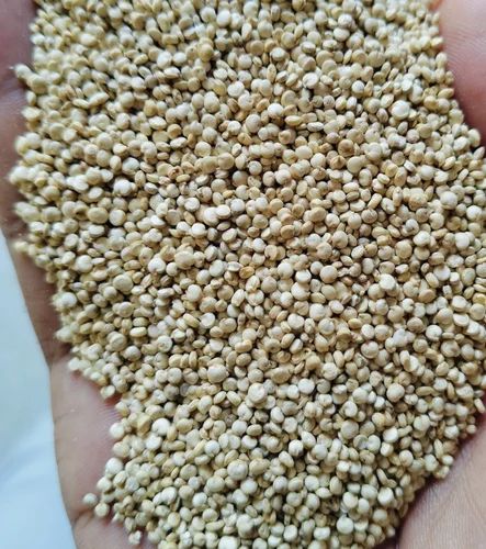 White Quinoa Seeds