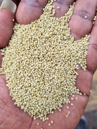 Premium Browntop Millet Rice