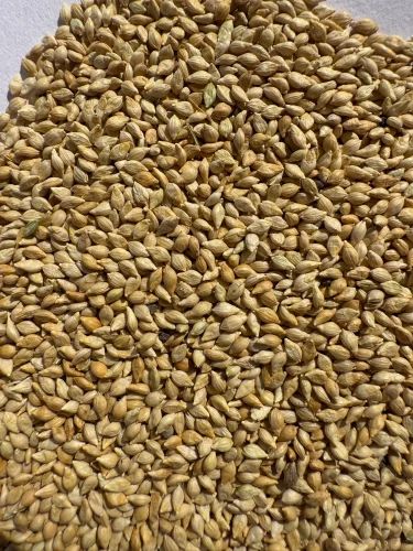 Browntop Millet Seeds, 30Kg