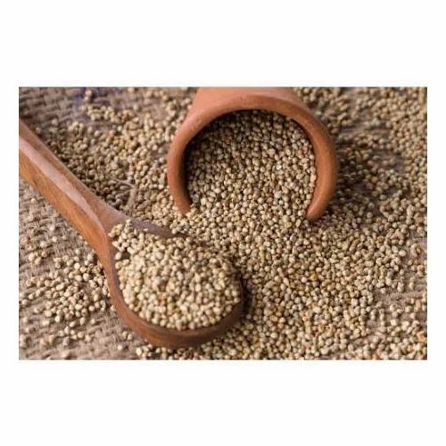 Pearl Millet Seed, High in Protein