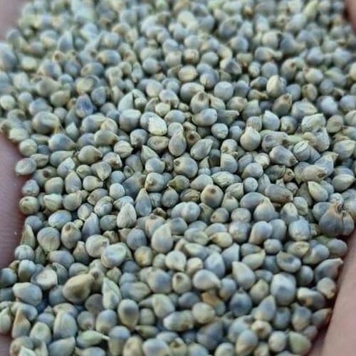 Green Millet Bajra