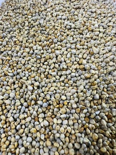 Green Millet Bajra, Flour, Organic