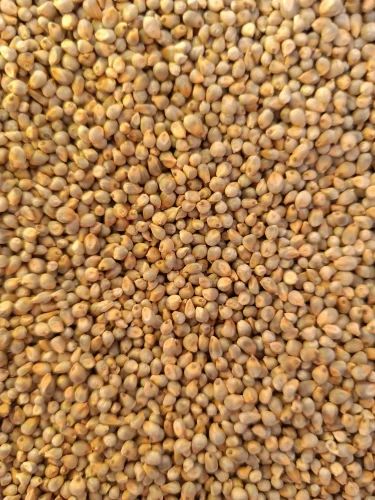 Green Millet Bajra, For Human Consumption