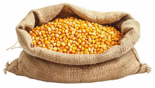 Golden Yellow Raw Maize