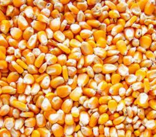 Yellow Raw Maize