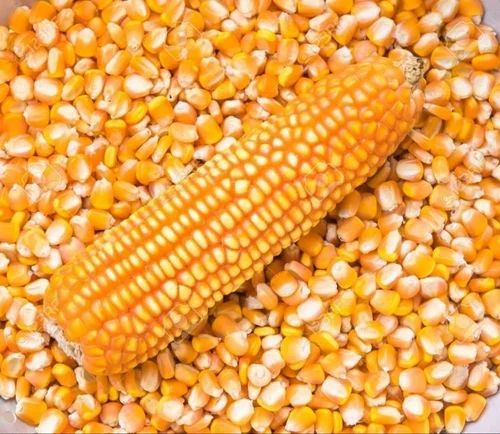 Natural Yellow Maize Raw