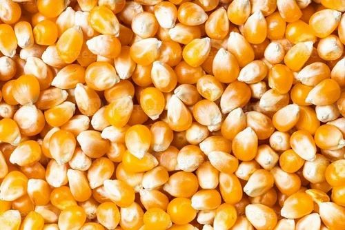 Yellow Raw High In Protein Maize