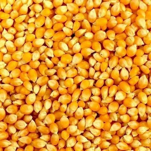 Yellow Corn Maize, Organic