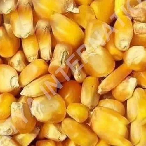 Yellow Organic Maize Corn, For Cooking, High in Protein