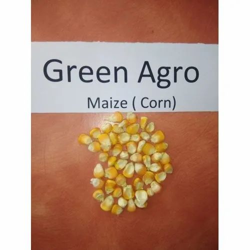 Indian Green Agro Maize, High in Protein