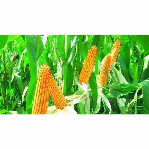 Indian Raw Maize, Speciality : High In Protein, Organic