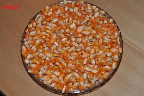 Yellow Raw Maize, Organic