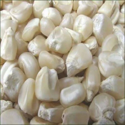 Khatri White Maize Kernels, Organic
