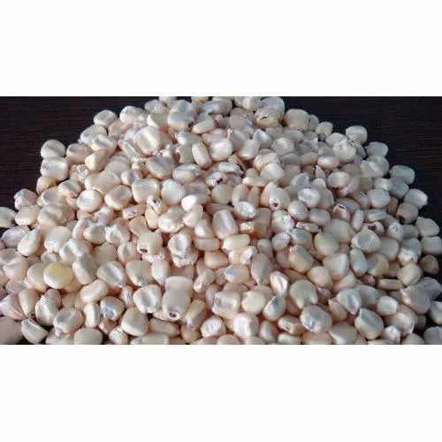 Organic Raw White Maize, High In Protein,Gluten Free, Packaging Type: Bag