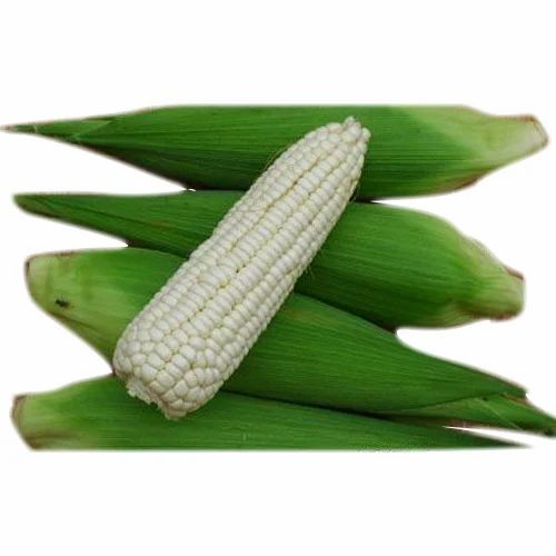 White Waxy Corn