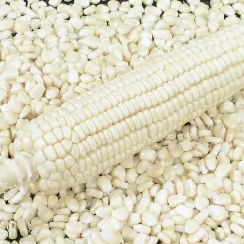 White Maize Seeds, Organic