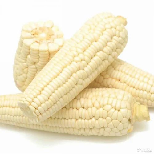 Hybrid Fresh White Maize, Loose, Organic