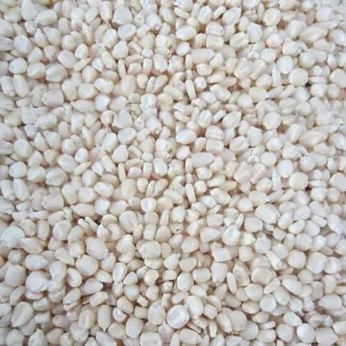 Dried African Tall White Maize Seeds, For Animal Feed, Packaging Type: Loose