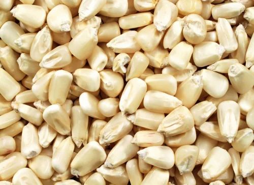 White Maize Seed, High in Protein