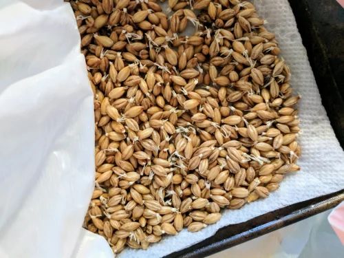 Barley Malt Sprouts