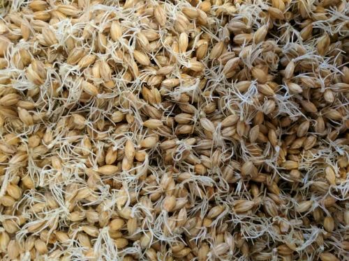 PROTEIN Barley Malt Sprouts