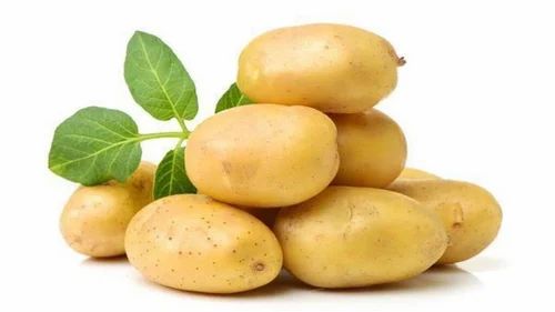 White PRABHA Santana Potatoes Premium Processing & Export Grade Potatoes, For French Fries, 55Mm+
