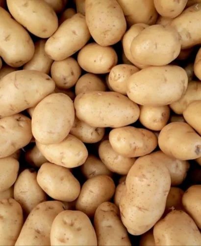 A Grade Kufri Chipsona Potato
