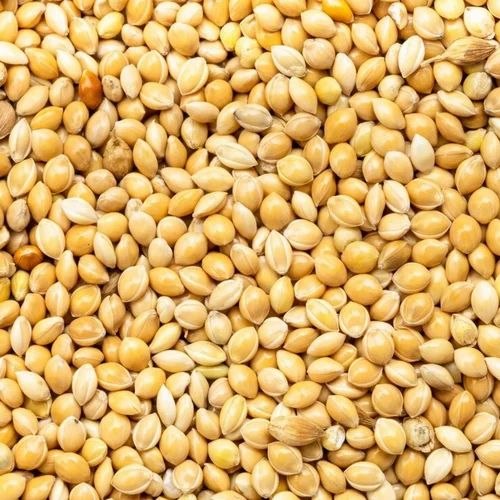 Yellow Proso Millet Moti Kangni