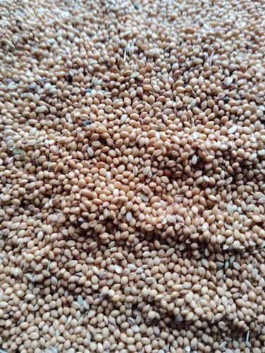 Organic Barik Kangni Foxtail Millet
