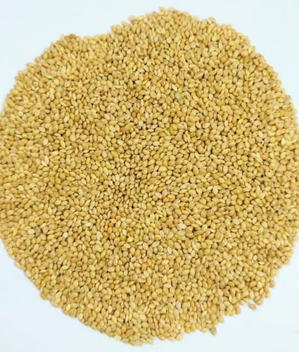Yellow Proso Millet Kangni Whole Grain (Gluten Free) - 50 kg PP Bag