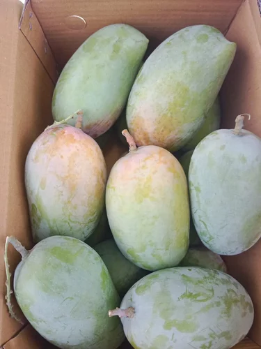 Kutch Kesar Mango
