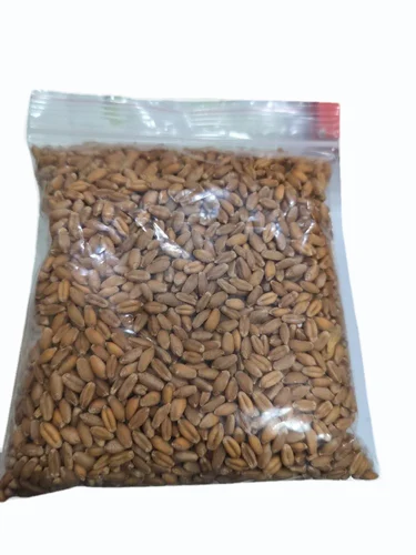 Organic Wheat Seed, Sharbati