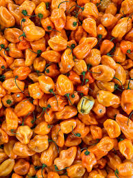 Chili Seeds (Hot)