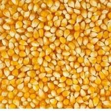 Hybrid Maize Seeds (H-100)