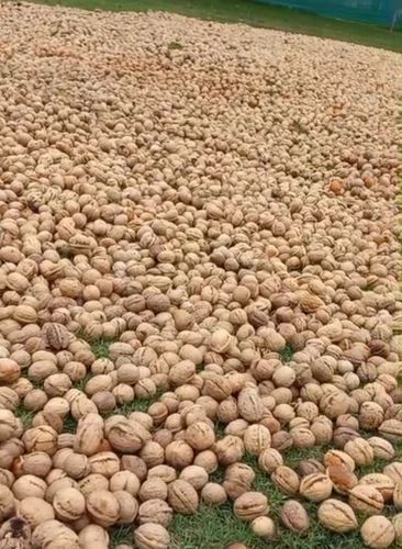 Kashmiri Kagzi Walnuts