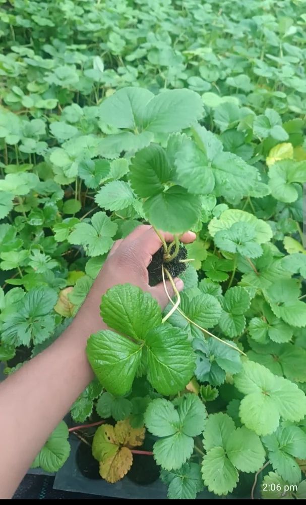 Strawberry