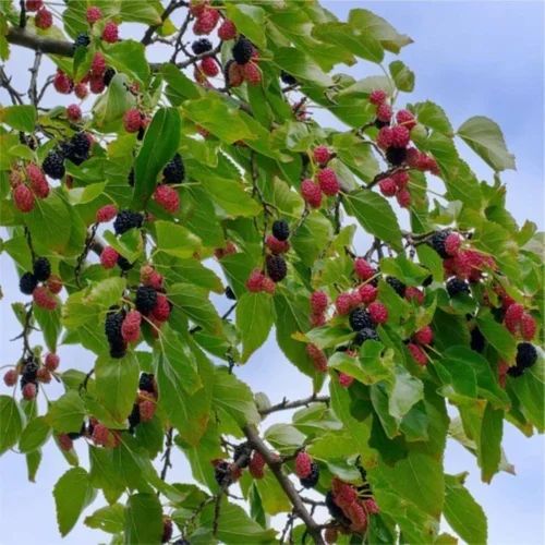 Mulberry Fruit Plant