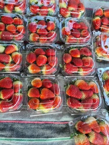 A Grade Fresh Strawberry Fruit, Packaging Type: Carton, Packaging Size: 5 Kg