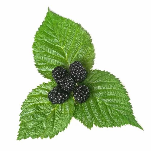 Natural Dried Mulberry Leaves