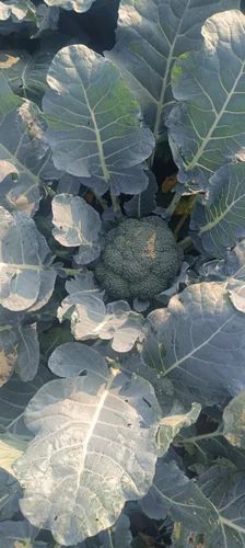 Fresh Green Broccoli